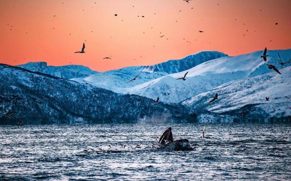SkjervoyArctic Loftアパートメント エクステリア 写真
